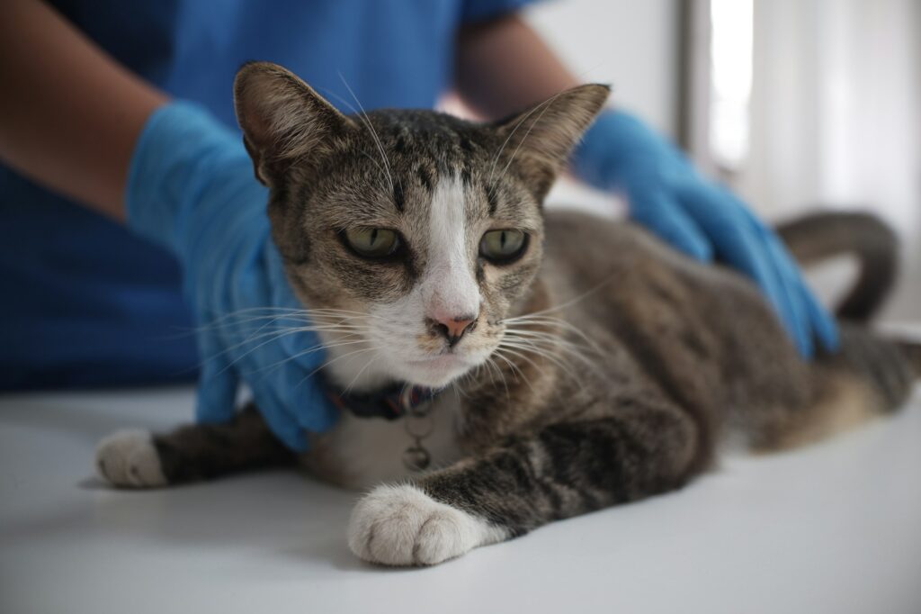 The veterinarian doctor treating, checking on cat at vet clinic